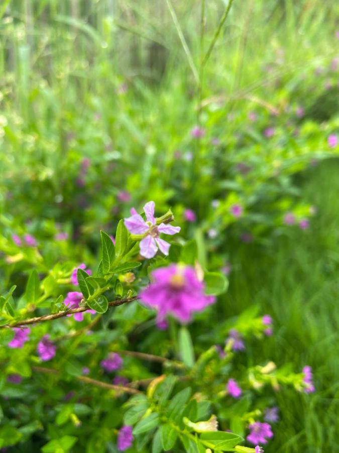 ホテル Da Lat Sunshine Garden エクステリア 写真