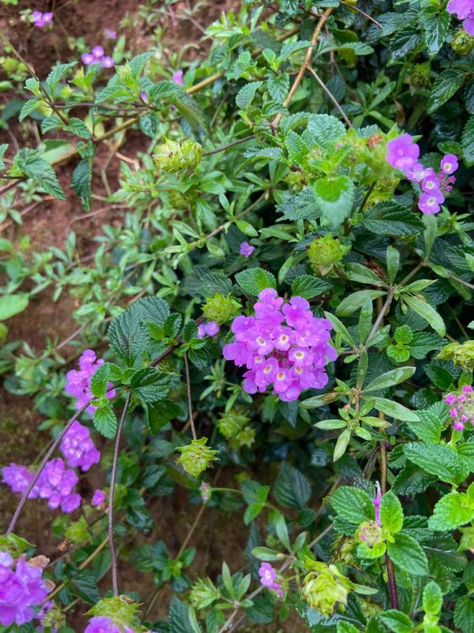 ホテル Da Lat Sunshine Garden エクステリア 写真